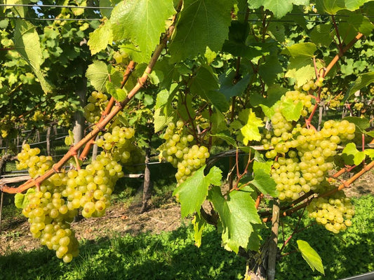 Harvest Time...