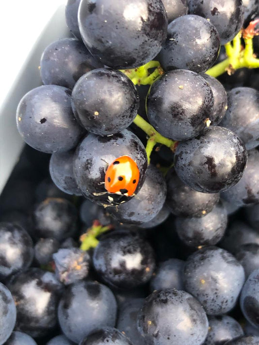 Harvest Friends and Foes