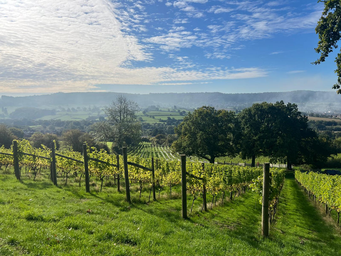 Harvest at Woodchester Valley: The Most Exciting Time to Visit the Vineyard