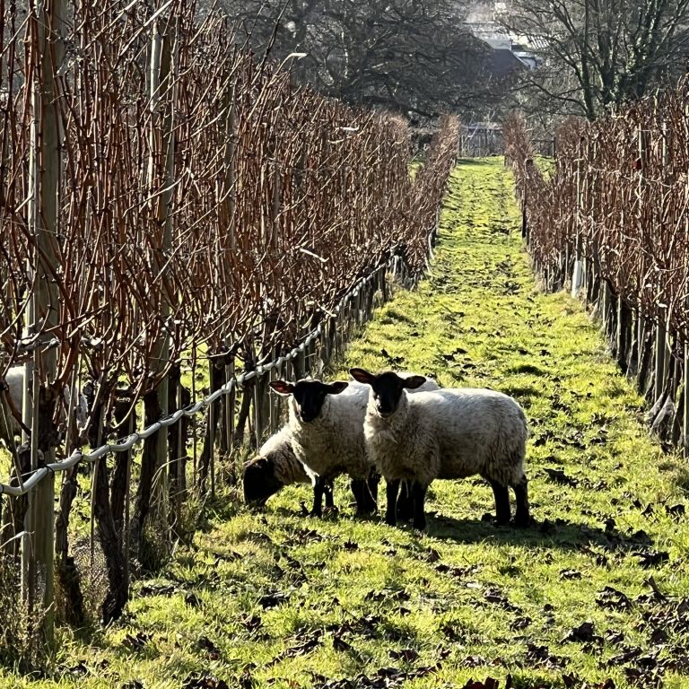 Pruning Season