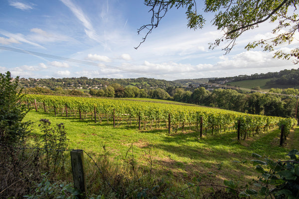 Woodchester Valley Vineyard