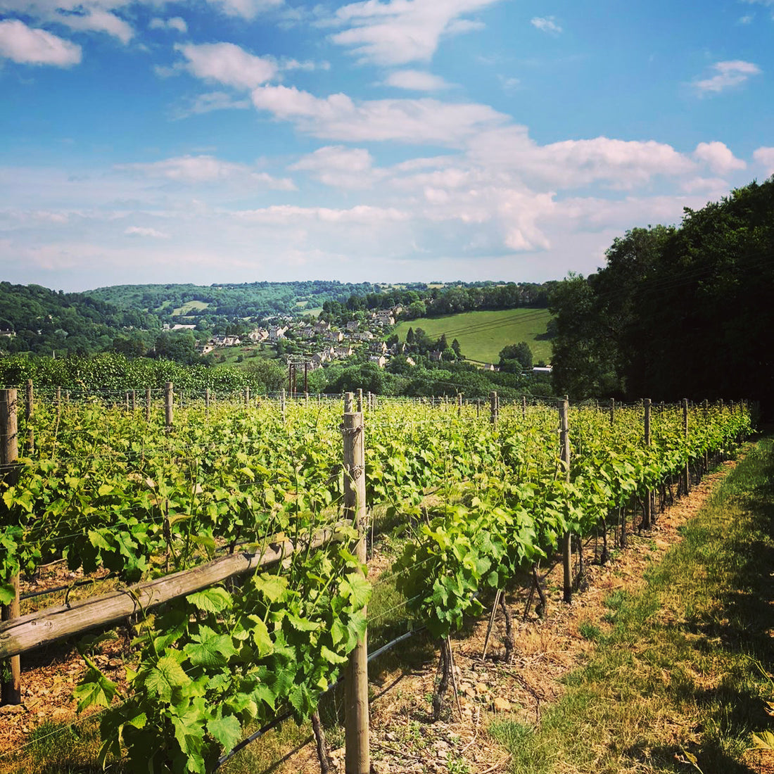 Summer in the Vineyard