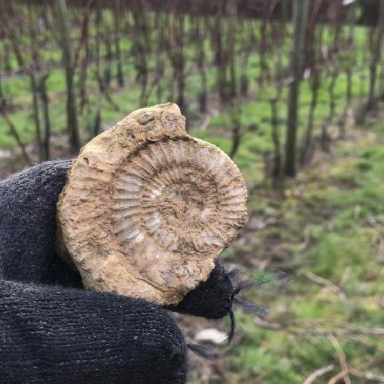Trigonia Blanc de Blanc