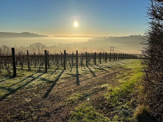 Photo of the Week - A misty January morning in the Vineyard