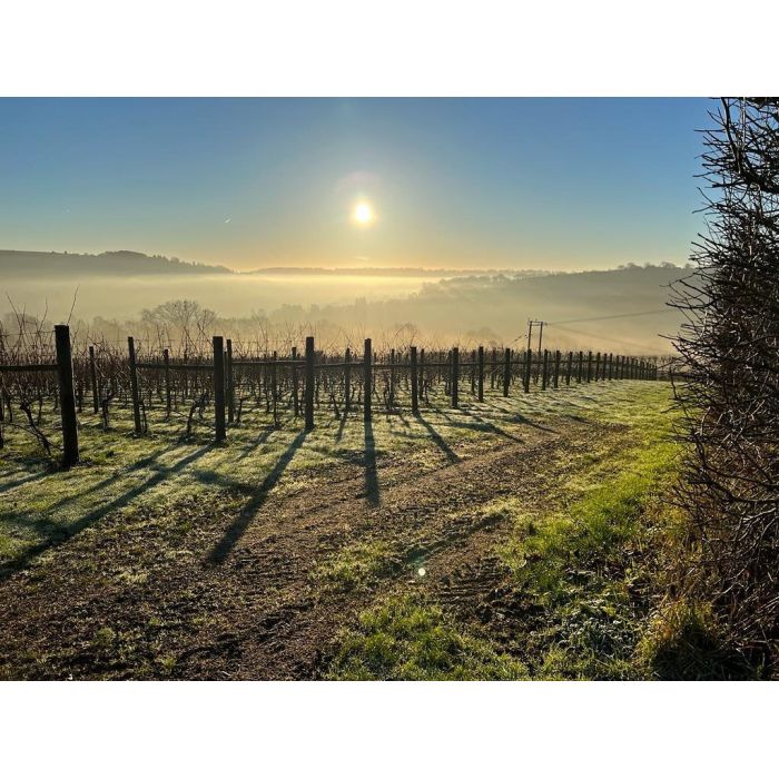 Vineyard in the early morning mist