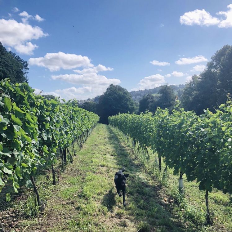 Vineyard Tour and Dog Walk