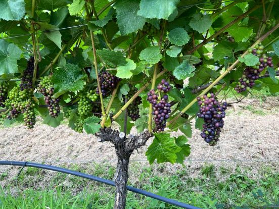 Tirage Bottling and Veraison