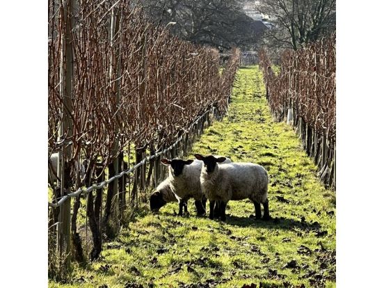 Pruning Season