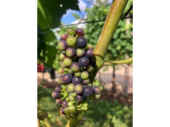 Veraison