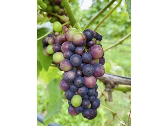 Veraison