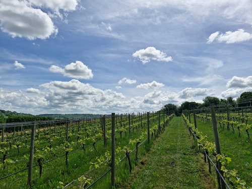 Chapter 18 begins in the Vineyard